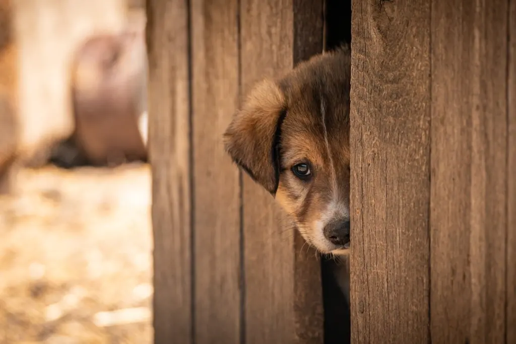 Emergency Shelter for Pets and Their Owners